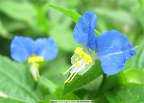 小花 植物